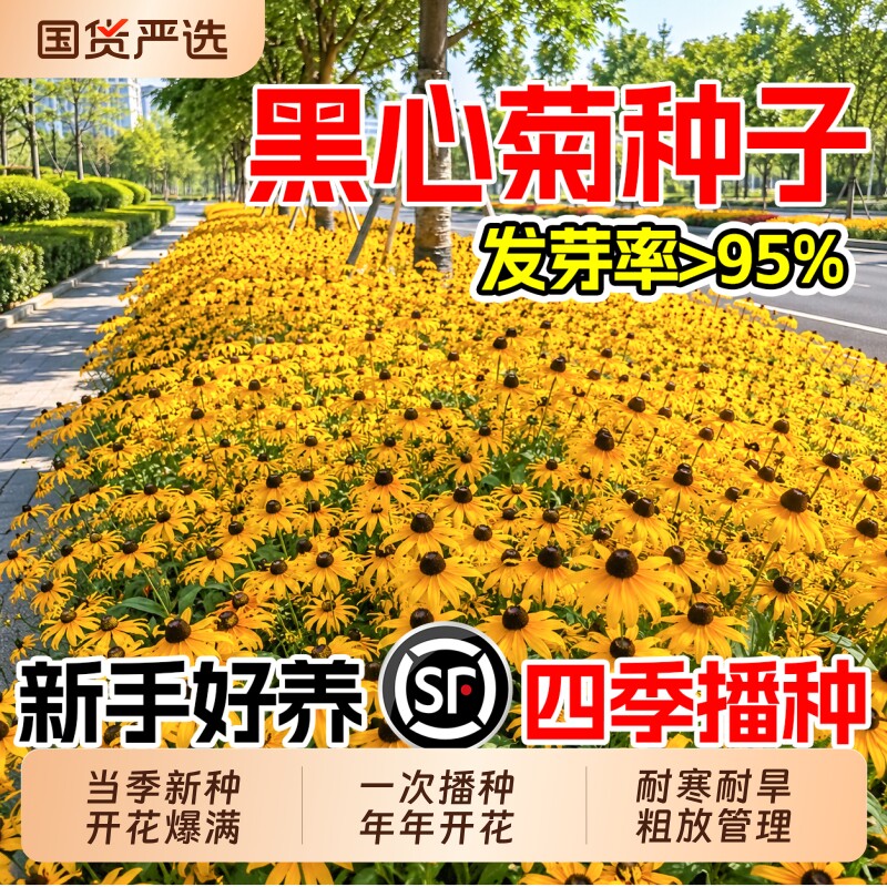 黑心菊种子金光菊花籽多年生耐寒花卉四季易活庭院盆栽花海花种籽图片