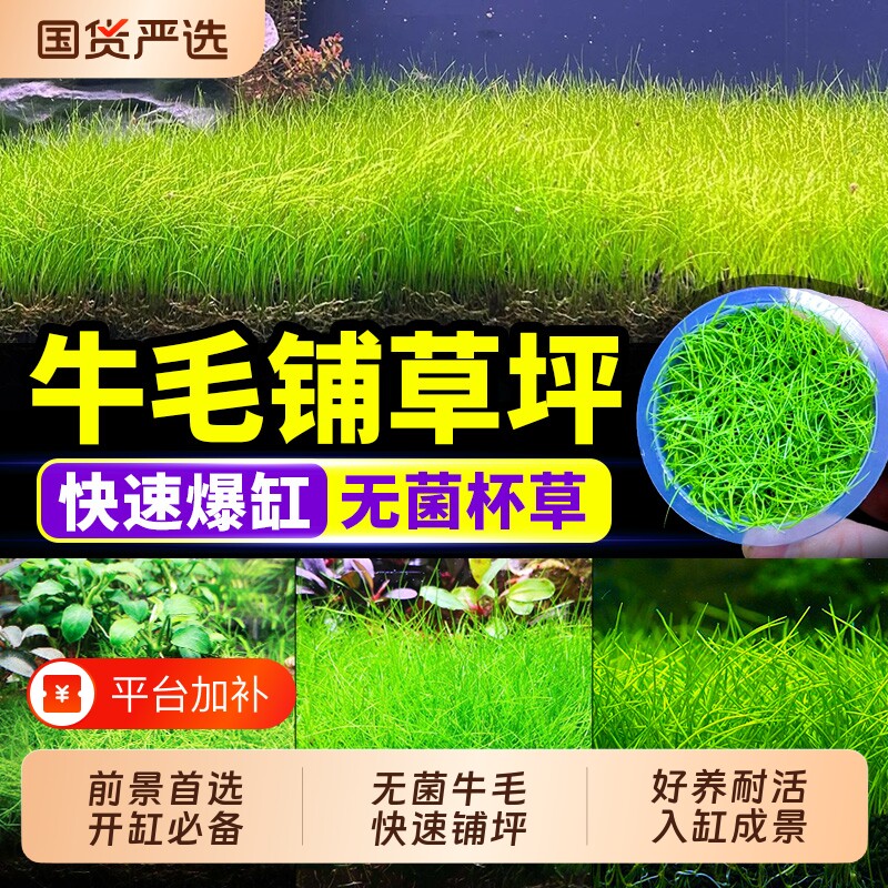 无菌杯牛毛水草前景草植物真草鱼缸造景专用净水增氧阴性草坪水竹