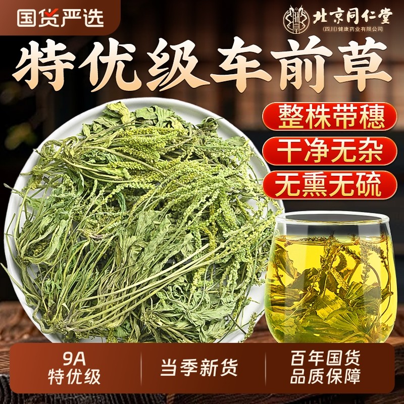 北京同仁堂车前草野生泡水喝的功效与作用茶信盛堂干货官方旗舰店