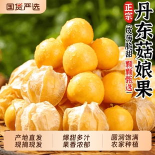 新鲜东北姑娘果现摘薄皮灯笼果当季黄菇娘大菇凉果洋菇娘特产