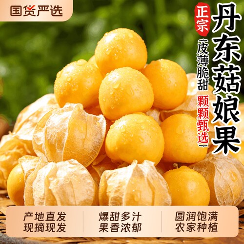 新鲜东北姑娘果薄皮灯笼果黄菇娘