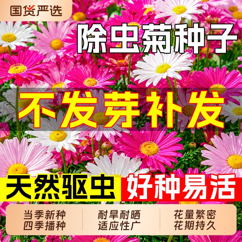 除虫菊种子多年生天然驱蚊草种孑一年四季播种都开花防蚊蝇花种籽