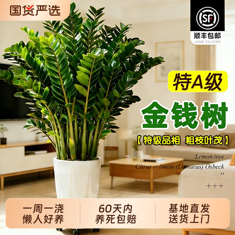 金钱树盆栽客厅大型绿植办公室内旺宅风水树四季好养植物摆放老桩
