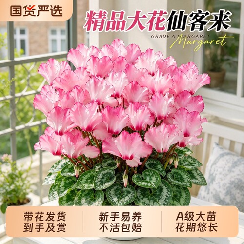 仙客来花卉盆栽带花兔耳花年宵花好养易活四季开花耐寒大花苗绿植