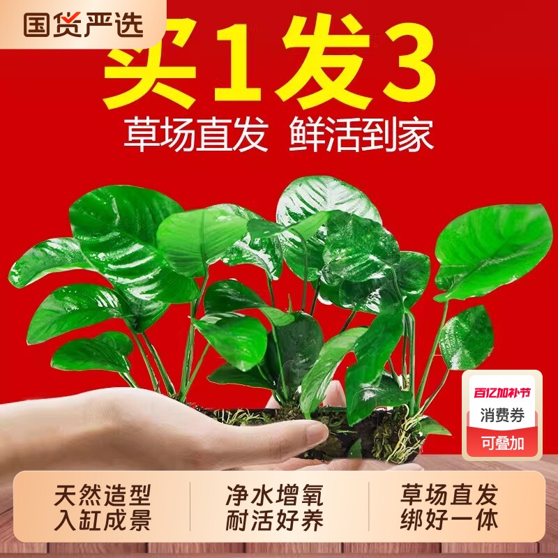 水榕水草沉木植物鱼缸造景阴性真草装饰懒人养鱼虾躲避屋大叶水质