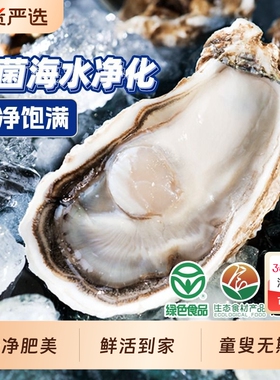 贝司令乳山鲜活高端生蚝大号蚝王牡蛎海蛎子新鲜海鲜绿色食品批发