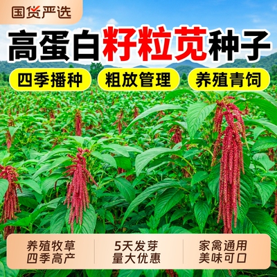 美国进口籽粒苋种子四季高产多茬收割草籽畜牧养殖多年生牧草种籽
