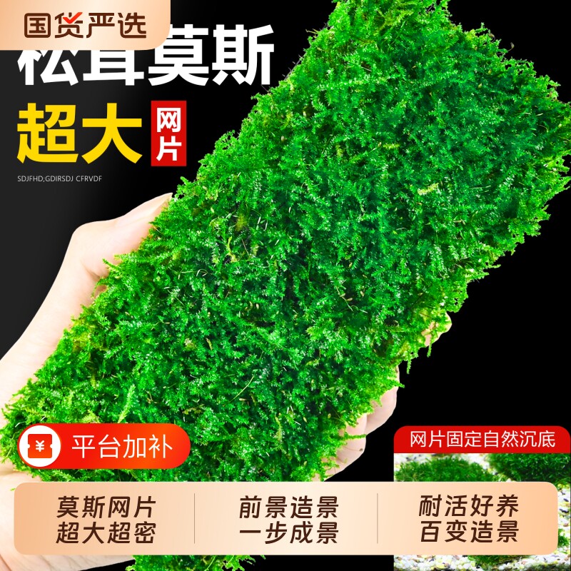 莫斯水草鱼缸造景专用沉木石头慕斯树装饰前景植物沉底好养莫斯树