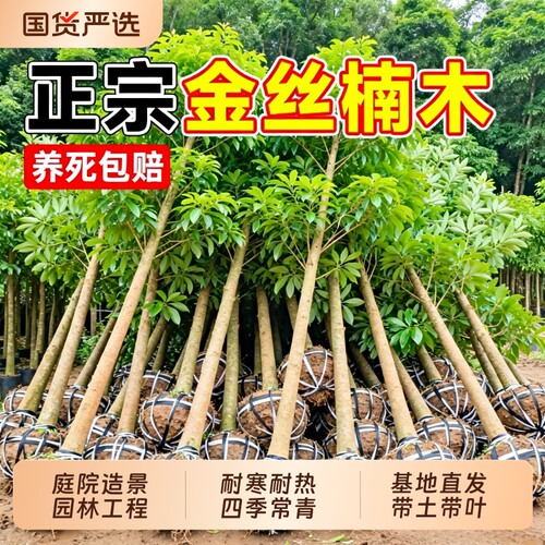 金丝楠木树苗正宗四川南北方花卉种植小叶桢楠大树庭院名贵风景树