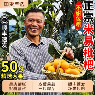 米易甜枇杷四川攀枝花当季现摘大五星枇杷果新鲜水果大果整箱5斤