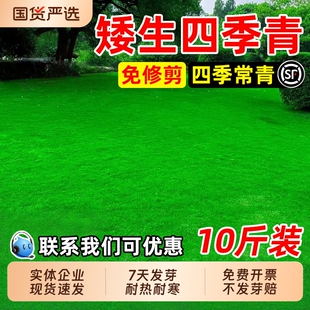 矮生四季青草籽免修剪耐热耐旱草坪种子耐践踏庭院工程绿化草种子