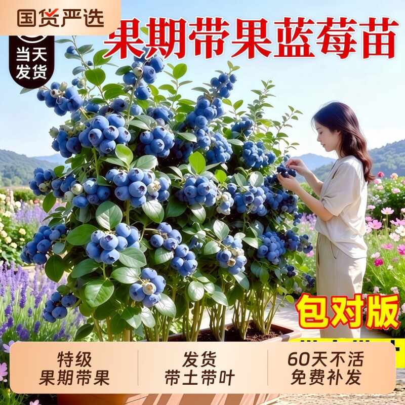 蓝莓树果苗盆栽特大号果期带果图片