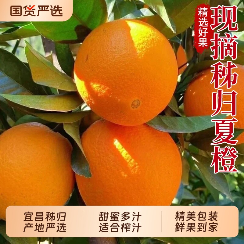 秭归夏橙春橙现摘现发橙子包邮甜橙榨汁手剥冰糖橙新鲜当季鲜果