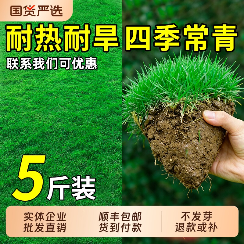 草坪草籽四季常青狗牙根护坡固土庭院地毯草马尼拉绿化黑麦草种子