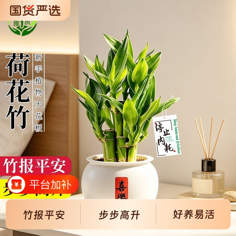 富贵竹盆栽植物室内净化空气绿植荷花竹办公室桌面四季好养小盆栽