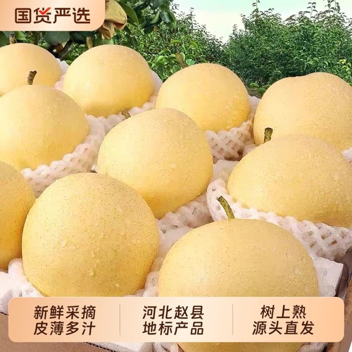 果尔斯河北赵县皇冠梨地标产品