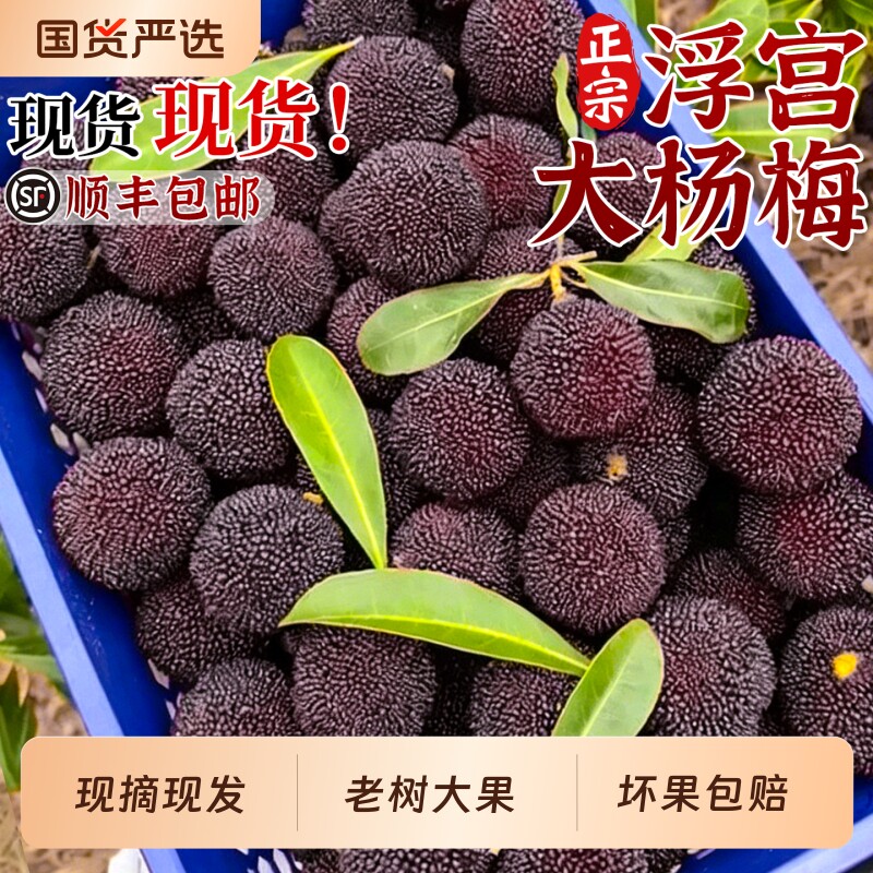 【顺丰包邮】正宗漳州浮宫大杨梅鲜果5斤装当季现摘新鲜水果整箱