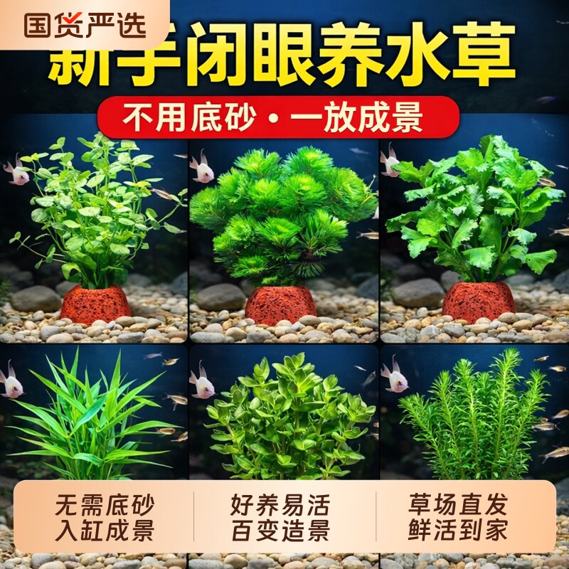 火山石水草植物鱼缸造景水培阴性蜈蚣草绿菊真草摆件水兰圆心红丝