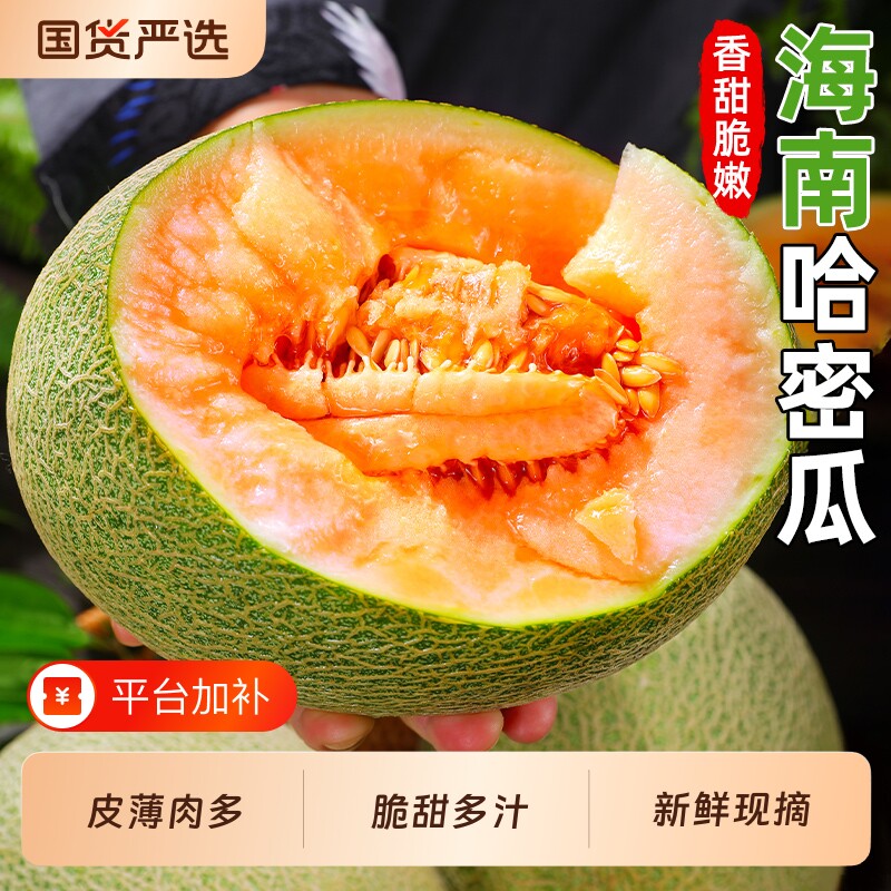 海南哈密瓜正宗晓蜜25号新鲜当季水果脆甜网纹西州蜜脆甜整箱包邮