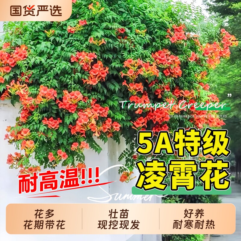 凌霄花爬藤植物带大苗图片