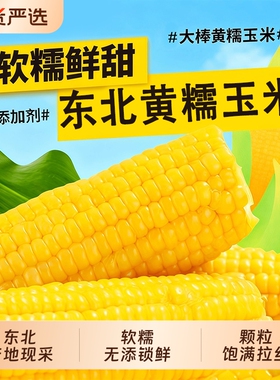 开源保丰东北黄糯玉米新鲜大棒真空装现摘黏糯粗粮代餐早餐糯玉米