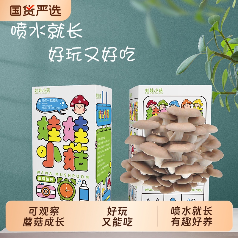 儿童灰平菇粉红蘑菇菌包大号可食用菌种幼儿园种植小学生益智礼物