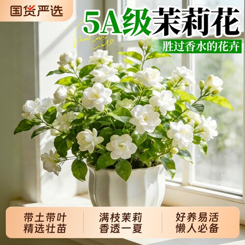 茉莉花盆栽老桩鲜花四季树苗开花客厅室内花卉绿植物好养易活花苗