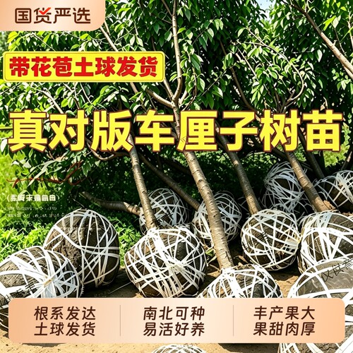 特大车厘子树苗正宗嫁接樱桃树南北方四季种植庭院别墅水果树果苗