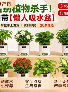 栀子花桌面绿植发财树盆栽小绿植