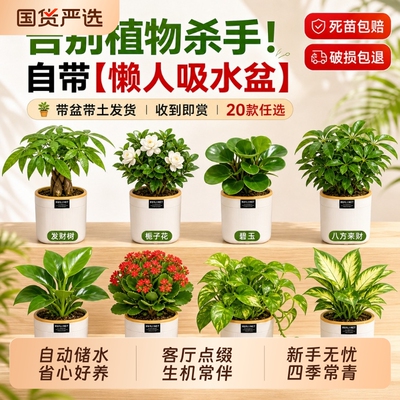 栀子花桌面绿植发财树盆栽小绿植