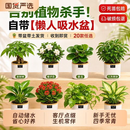 栀子花桌面绿植发财树盆栽小绿植