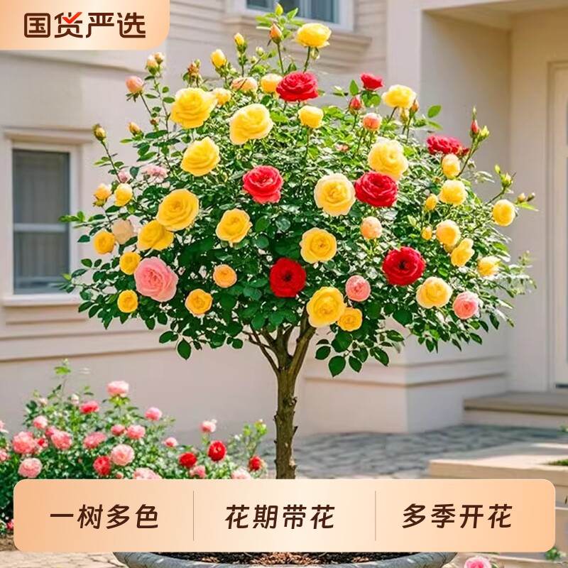 棒棒糖月季带花苞|超1000次加购图片