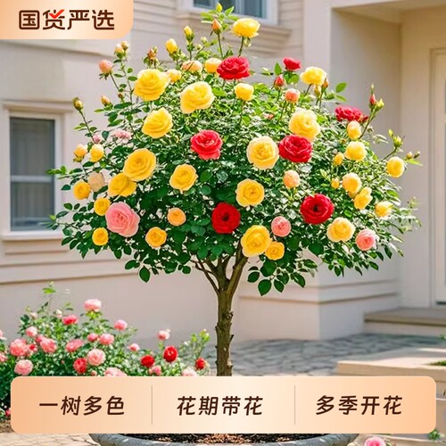 棒棒糖月季带花苞|超1000次加购