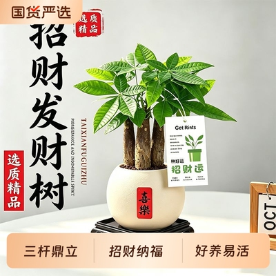 发财树盆栽植物招财室内客厅花卉办公室摆件桌面茶艺绿植禅意长青