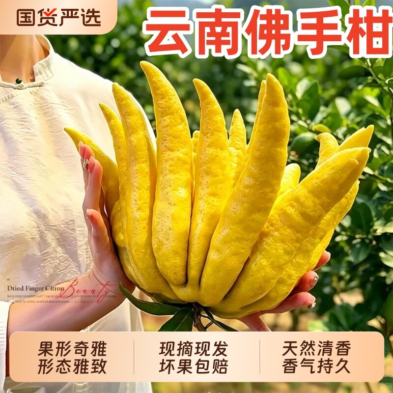 佛手柑鲜果水培植物桌面闻香观赏摆件室内水养绿植新鲜可食用水果