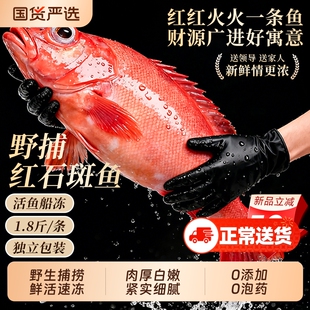 红石斑鱼礼盒鲜活冷冻超大红鱼龙胆深海富贵鱼非东星斑新海鲜水产