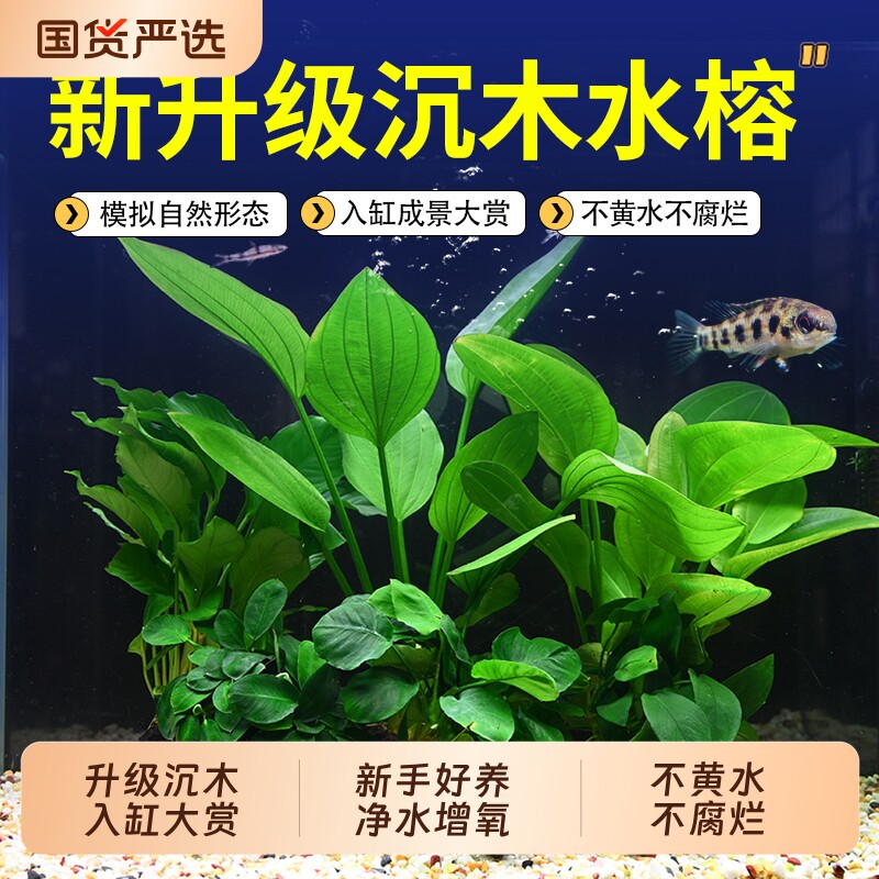 水榕沉木鱼缸水草植物真草水培增氧装饰阴性升级仿真沉木懒人造景