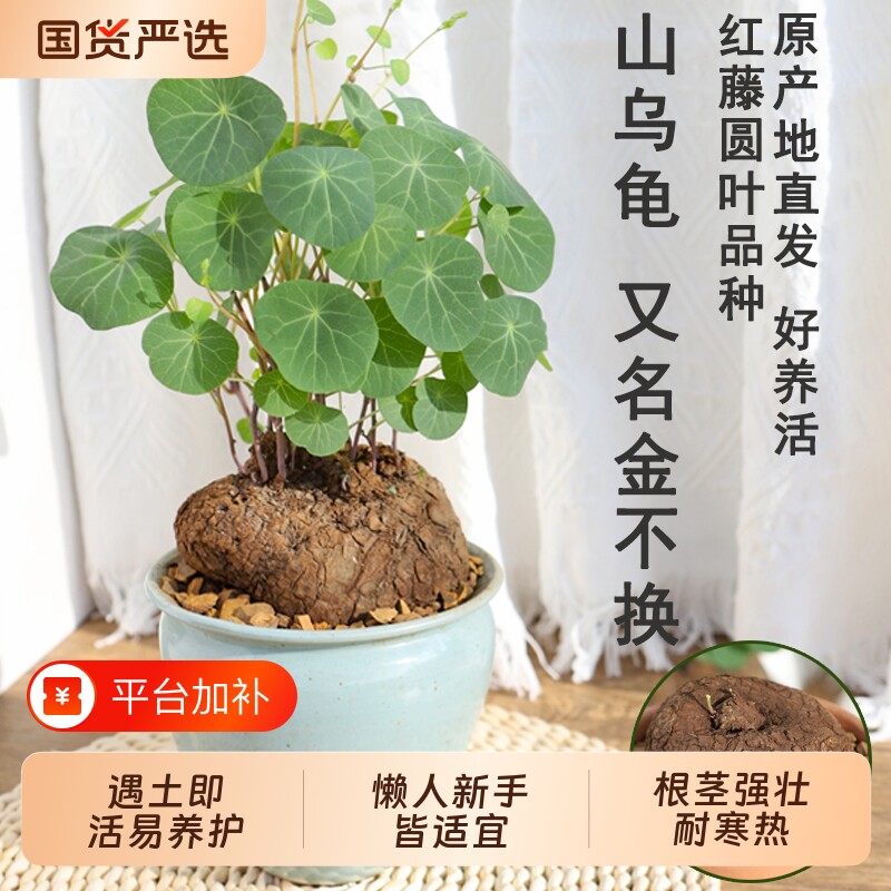 多肉植物山乌龟盆栽室内圆叶绿植水培桌面盆景庭院爬藤
