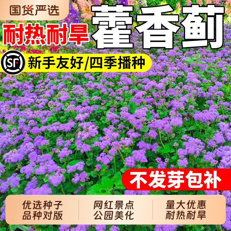 藿香蓟种子四季可播种防虫防红蜘蛛耐热花胜红霍香蓟种籽阳台盆栽