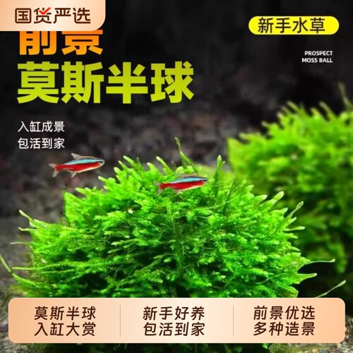 鱼缸莫斯半球水草小鱼缸专用