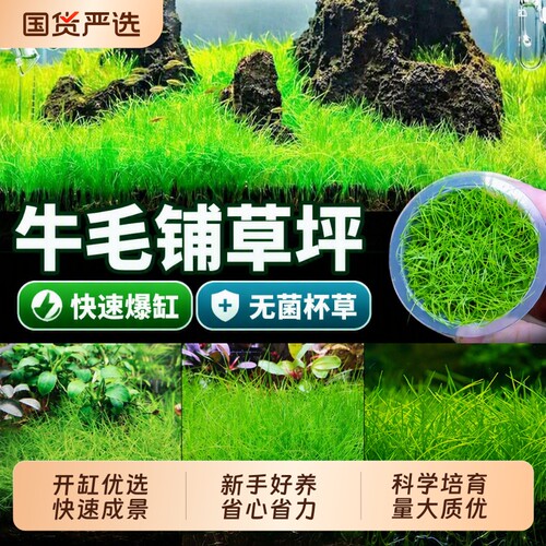 无菌杯牛毛鱼缸草坪草皮造景专用