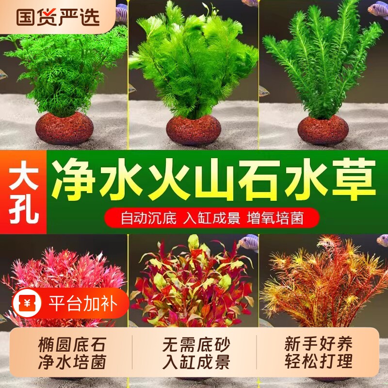 鱼缸火山石水草植物造景真草水培蜈蚣草水榕绿菊净化水质套餐增氧