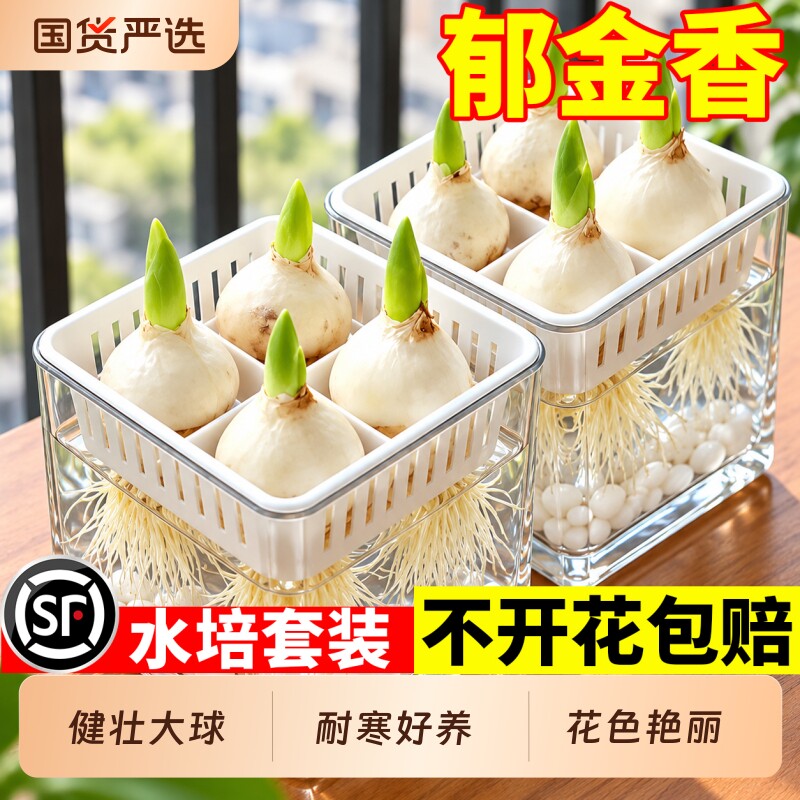 郁金香种球耐寒冬季水培花卉绿植室内阳台盆栽四季开花好养活种球