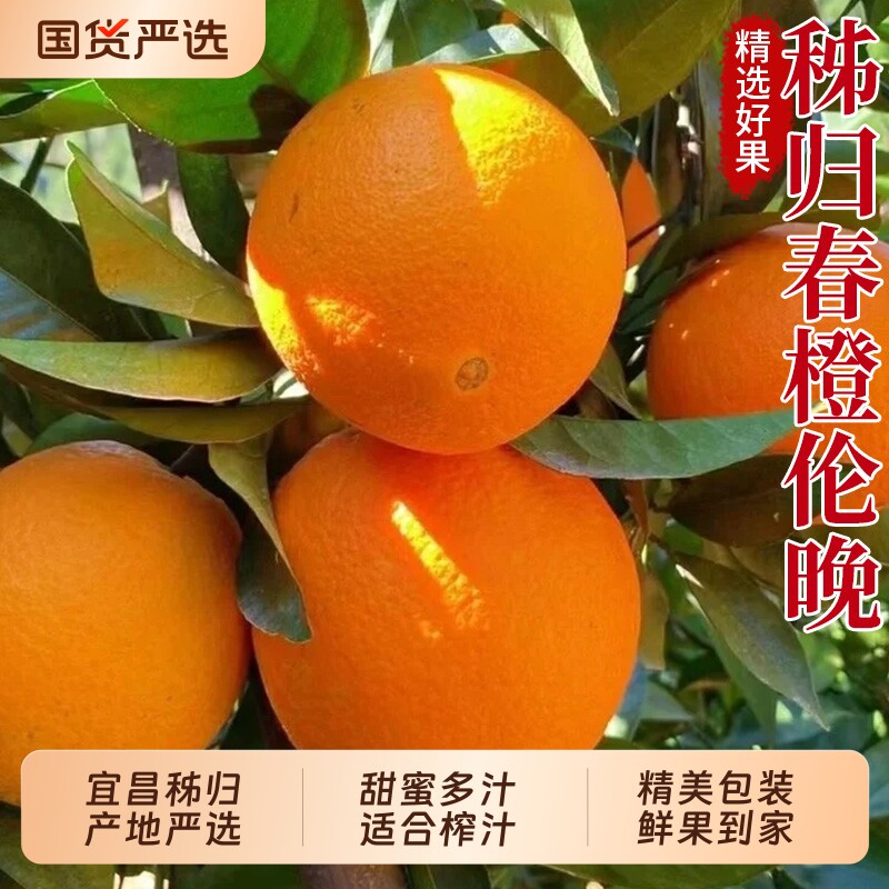 秭归伦晚春橙现摘现发橙子包邮甜橙榨汁手剥冰糖橙新鲜当季鲜果