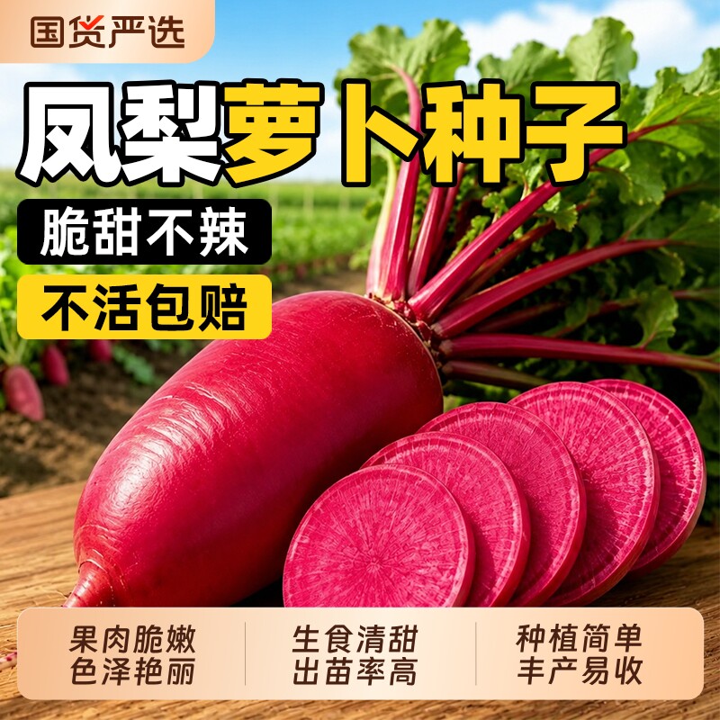 凤梨水果萝卜种子红心萝卜籽种樱桃萝卜生吃萝卜蔬菜盆栽新鲜秋季图片