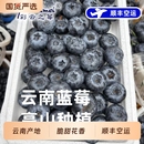 顺丰空运云南露天花香蓝莓新鲜脆甜花果香现采摘巨无霸