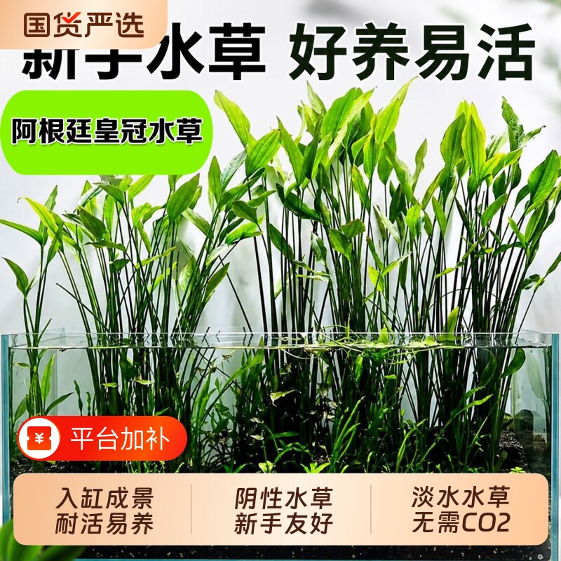 阿根廷皇冠鱼缸造景九冠水草大叶细叶铁皇冠挺水植物水上阴性淡水