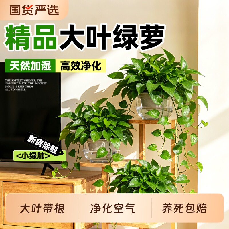 绿萝盆栽室内净化空气耐阴好养图片