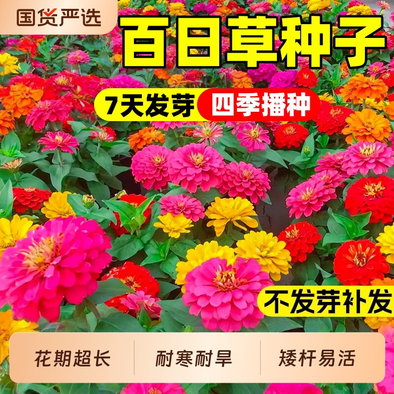 百日草种子耐热耐旱庭院别墅公园景观花海步步高种子百日菊花种籽