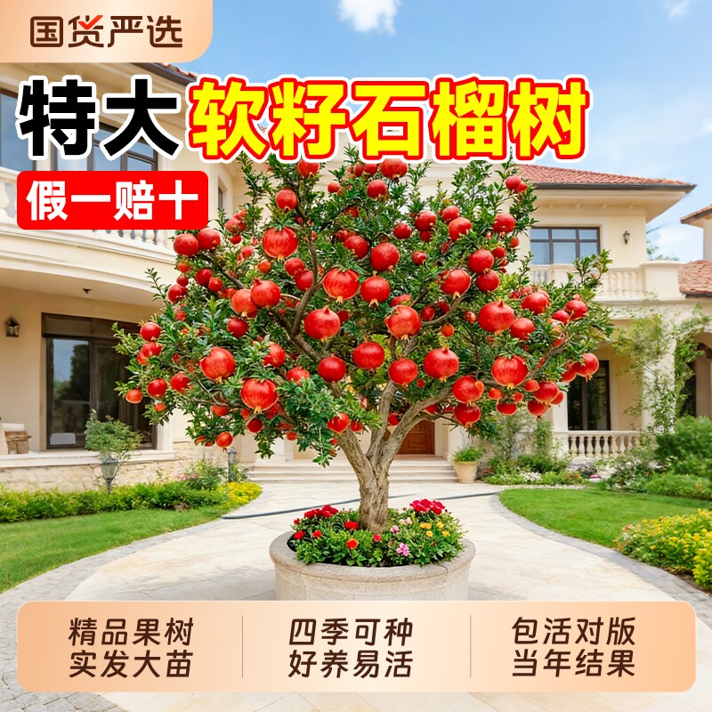 石榴树树苗突尼斯软籽无籽蒙阳红石榴盆栽庭院水果树特大带土果苗